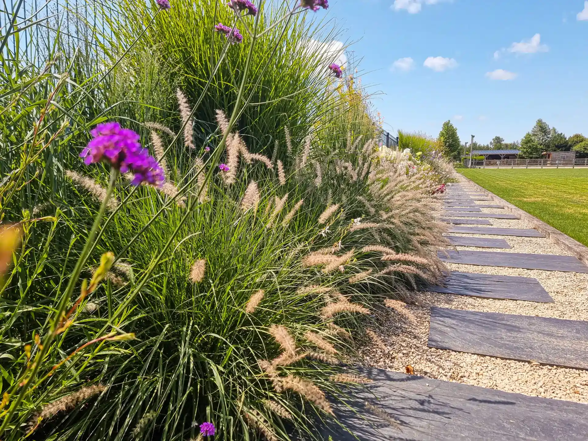 De hautes herbes ornementales et des grappes de fleurs violettes bordent un sentier fait de pavés d'ardoise et de gravier, avec une pelouse verte et des arbres visibles en arrière-plan sous un ciel bleu avec des nuages épars. falize et blondel